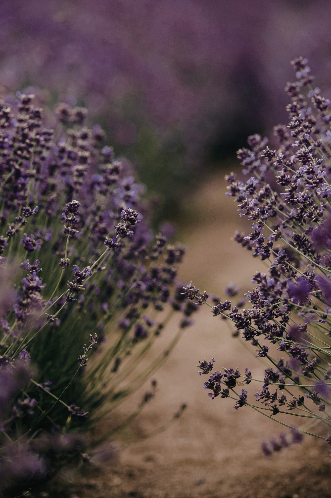 Close-up of lavender flowers with a blurred background